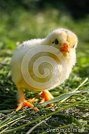 Chiken in the green grass. Stock Photo