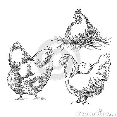 Chiken sketches. Cartoon Illustration