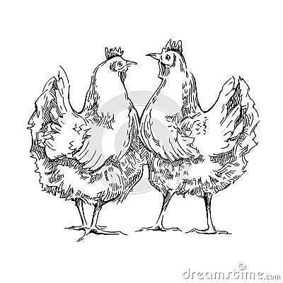 Chiken sketches. Cartoon Illustration