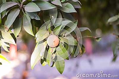 Chiku plant with leaves and fruit,Chiku,Manilkara zapota,Sapodilla,chiku or naseberry fruit on tree,selective focus with hd Stock Photo