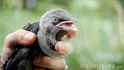 Child Baby Crow Petting, Kid Helping a Lost Raven, Crow Cub in Hands, Girl with Bird, Children Rescues Animals Stock Photo