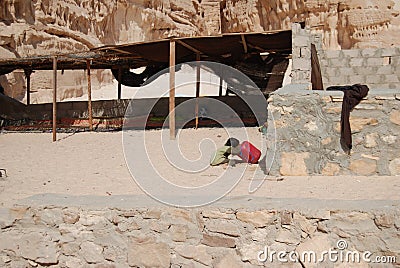 Child a bedouin drinks water Stock Photo