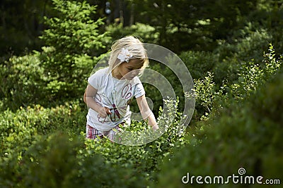 Child blond little girl picking fresh berries on blueberry field in forest. Stock Photo