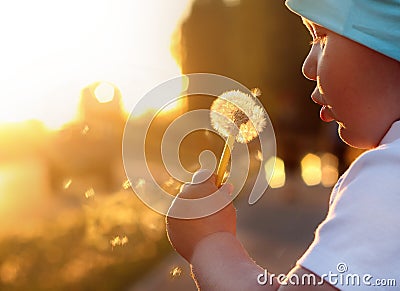 Child blows dandelion pouting cheek sunset beams glares Stock Photo