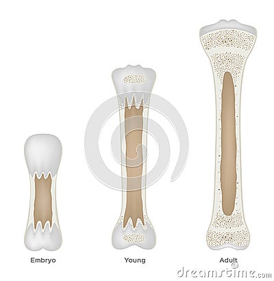 Child bone growing to adult bone Vector Illustration