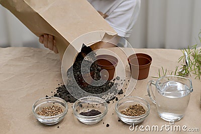 The child is busy planting micro greens seeds in small pots. Hands with a paper bag scatter the earth. Stock Photo