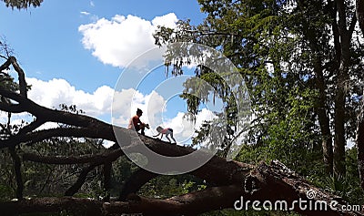 Child climbing tree Editorial Stock Photo