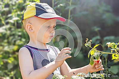 A child collects raspberries from a bush Stock Photo