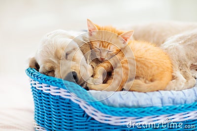 Child, dog and cat. Kids play with puppy, kitten Stock Photo