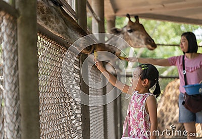 Child feed giraffes Stock Photo