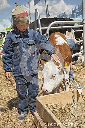 Child feeds brown calf Stock Photo