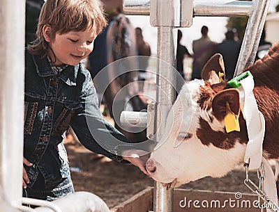 Child feeds brown calf Stock Photo