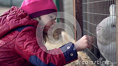 Child feeds white rabbit grass Stock Photo