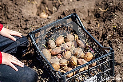 child fell to knees next to box of potatoes for planting. Sprouted potatoe with eyes, eyehole, bud appeared. Chitting Stock Photo