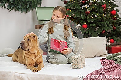 Child girl and dog at Christmas. Boxing Day. Shar Pei dog. Merry Christmas and Happy Holidays Stock Photo