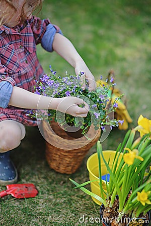Child girl planting bluebells and narcissus in spring garden Stock Photo