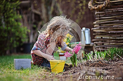 Child girl planting hyacinth flowers in spring garden Stock Photo