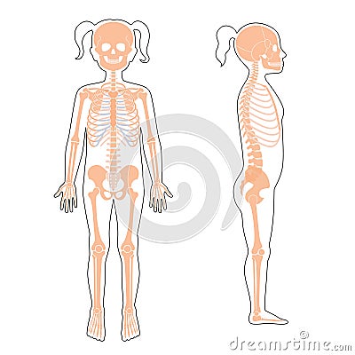 Child girl skeleton anatomy Vector Illustration