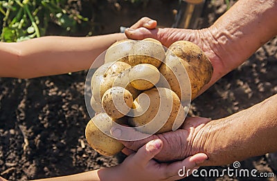 A child with a grandmother collect a potato crop. Selective focus Stock Photo