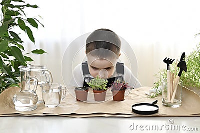 The child grows for greens. The boy bent down, looks at the base of the sprout as it makes its way through the ground Stock Photo