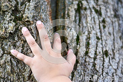 Child hand is held by the palm of the hand over the trunk of the old tree, the protection of nature, the copy-paste Stock Photo