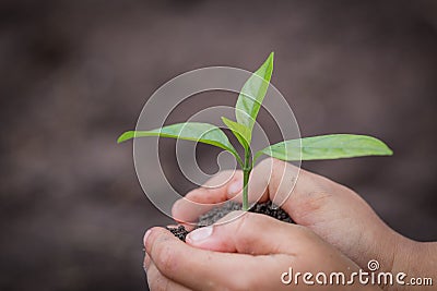 Child hand holding a small seedling, plant a tree, reduce global warming, World Environment Day Stock Photo