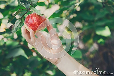 Child hand pick red ripe apple on tree in garden Stock Photo