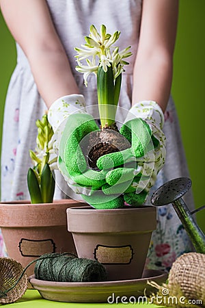 child hand pouring pot with hyacinth gardening concept flower dress Stock Photo