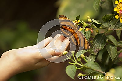 Child Hand Touching an Oak Tiger Butterfly on Flower Stock Photo