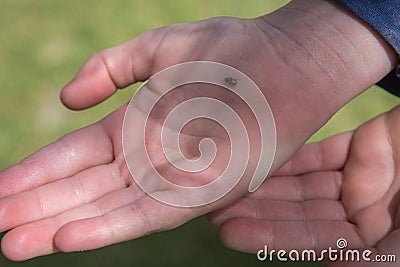 Child hands with a small ladybug on a palm of a hand Stock Photo