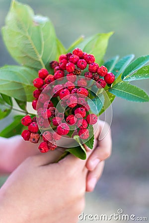 A child in his hand holds a bunch of branches with berries of mature mountain ash_ Stock Photo