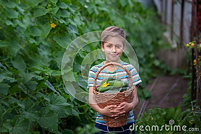 Child holding in hands basket with fresh homemade cucumbers in the garden. Concept healthy eating vegetables Stock Photo