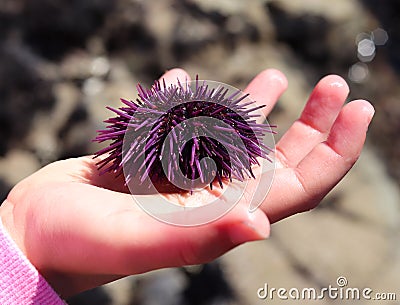 Child holding purple sea urchin Stock Photo