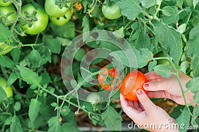 The child is holding a red tomato in the greenhouse when harvest. Stock Photo