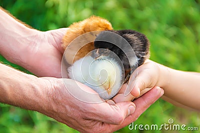 The child holds a chicken in his hands. Stock Photo
