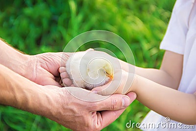 The child holds a chicken in his hands. Stock Photo