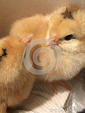 The child holds a chicken in his hands. Hand hold caring for a small chicken Stock Photo