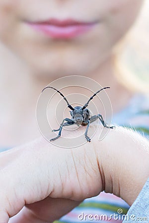A child holds a large barbel beetle on the hand Stock Photo