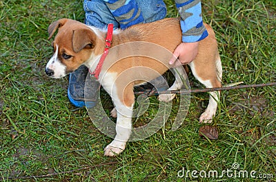 Child holds a puppy dog Stock Photo