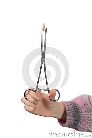 The child holds a child`s molar tooth in a clamp. Studio photo isolated on white background Stock Photo