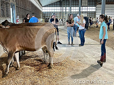 A young girl examining a calf at a 4-H event in Ontario Editorial Stock Photo