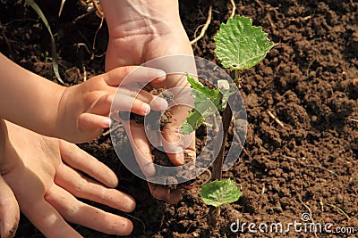 Child and mom hands planting vine Stock Photo
