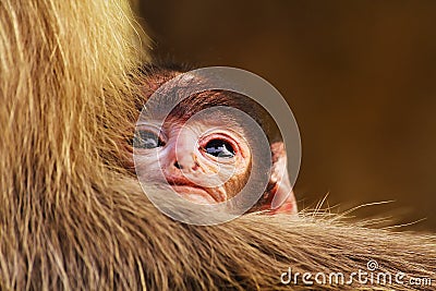 Child Monkey on his mothers hand Stock Photo