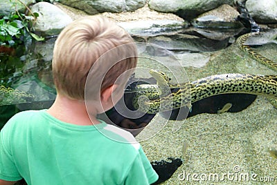 Child observing a snake on the aquarium of the Zoo Editorial Stock Photo