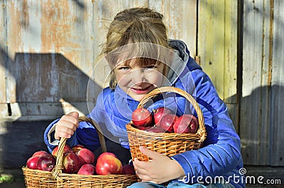 Child picking apples on a farm in autumn. Little girl playing in apple tree orchard. Kids pick fruit in a basket. Outdoor fun for Stock Photo