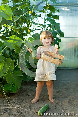 Child picking cucumbers in hothouse Stock Photo