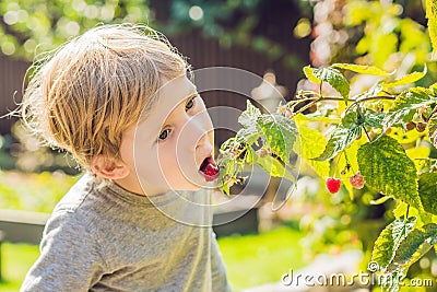 Child picking raspberry. Kids pick fresh fruit on organic raspberries farm. Children gardening and harvesting berry. Toddler kid Stock Photo