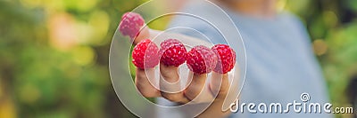 Child picking raspberry. Kids pick fresh fruit on organic raspberries farm. Children gardening and harvesting berry. Toddler kid e Stock Photo