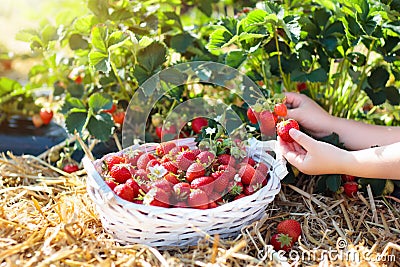 Kids pick strawberry on berry field in summer Stock Photo