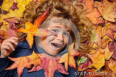 Child portrait close up, kid lying in autumn leaves. Children throwing yellow leaves. Child boy with oak and maple leaf Stock Photo
